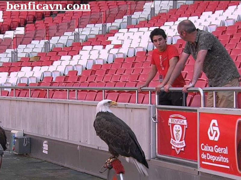 Trải nghiệm Benfica